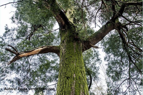 Árbol frondoso y con musgo visto desde abajo.